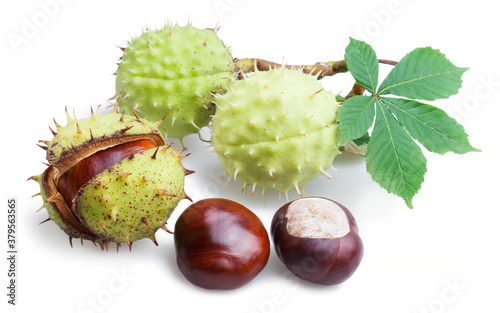 Horse chestnut fruits and chestnut spiky capsules isolated on white background.