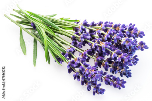 Bunch of lavandula or lavender flowers on white background.