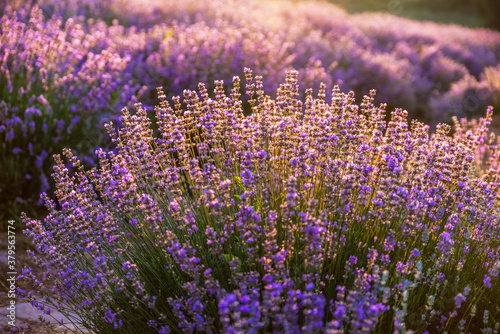 Colorful flowering lavandula or lavender field in the dawn light.