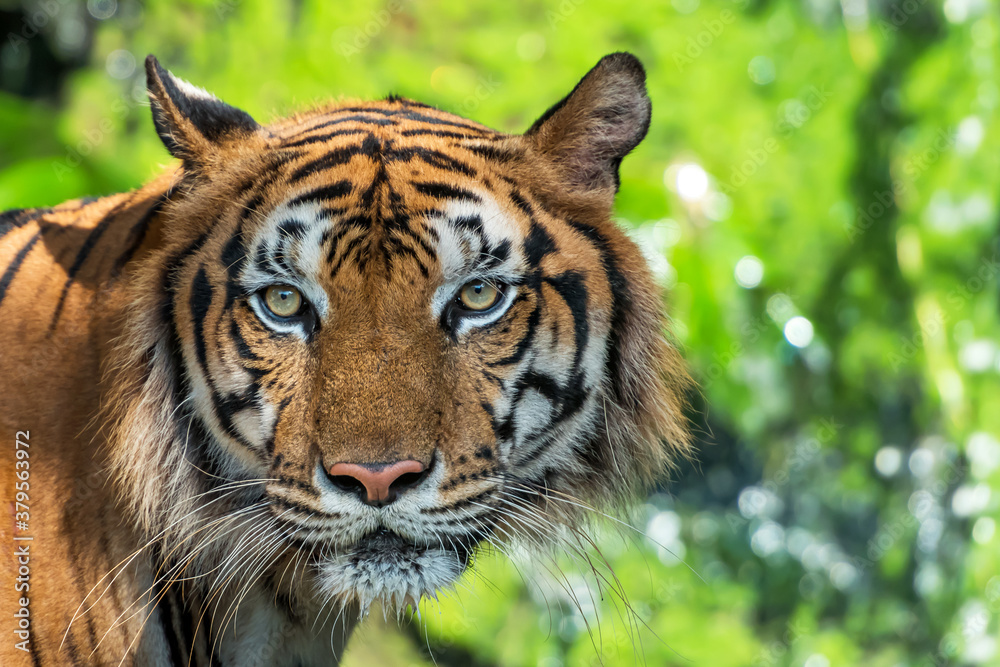 Fototapeta premium Photos of tiger naturally.