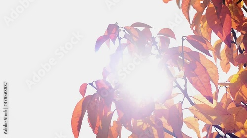 branch with autumn red and yellow cherry leaves on sky background, close up full HD stock video footage in real-time with copy space