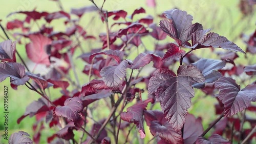branch with autumn physocarpus or ninebark leaves, close up full HD stock video footage in real-time background