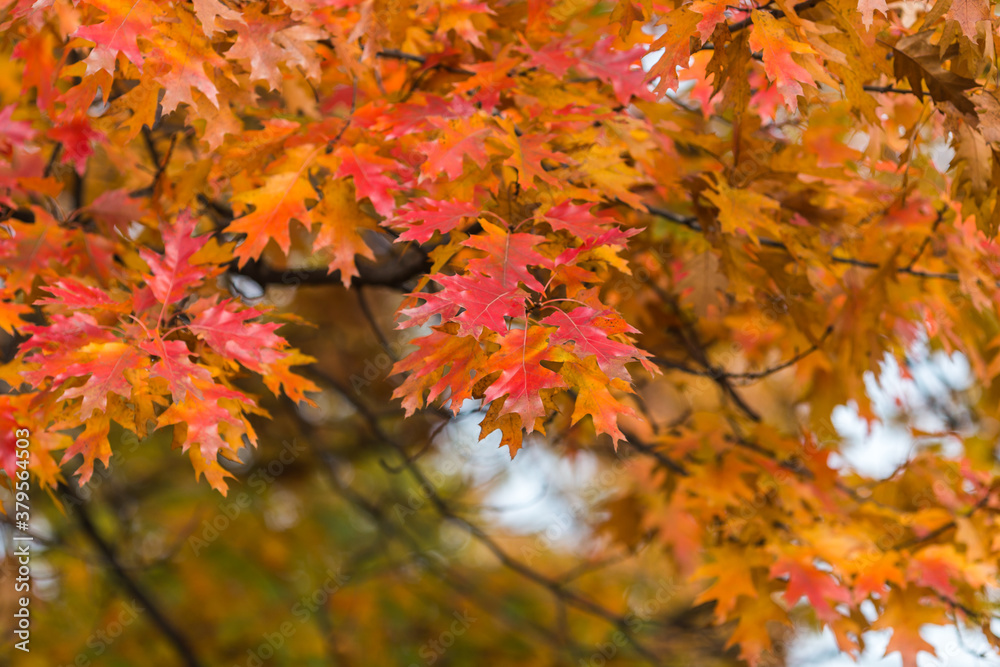 Delightful autumn yellow maple leaves close-up with place for text. Delightful autumn yellow maple leaves close-up with place for text.