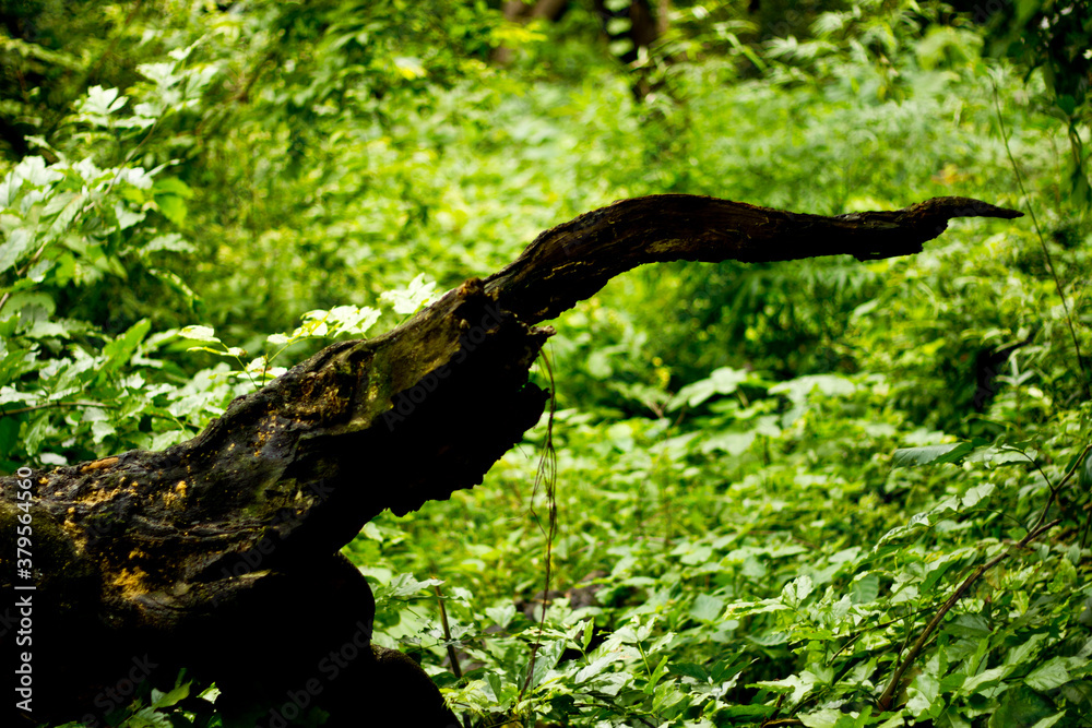 Fototapeta premium National Park