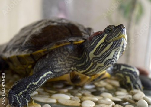 red eared slider