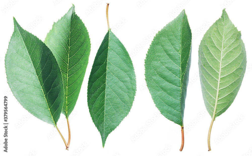 Fototapeta premium Green cherry leaves on the white background.