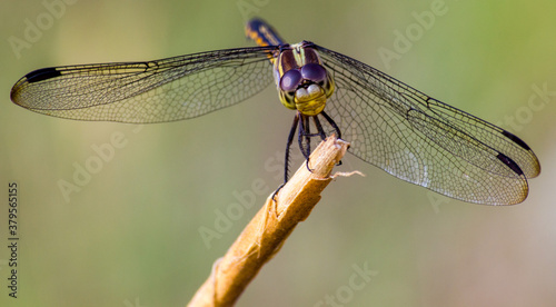 Dragon Fly
