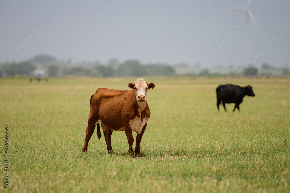 Cowshed and cows on pasture. Agriculture and farming animal concept.