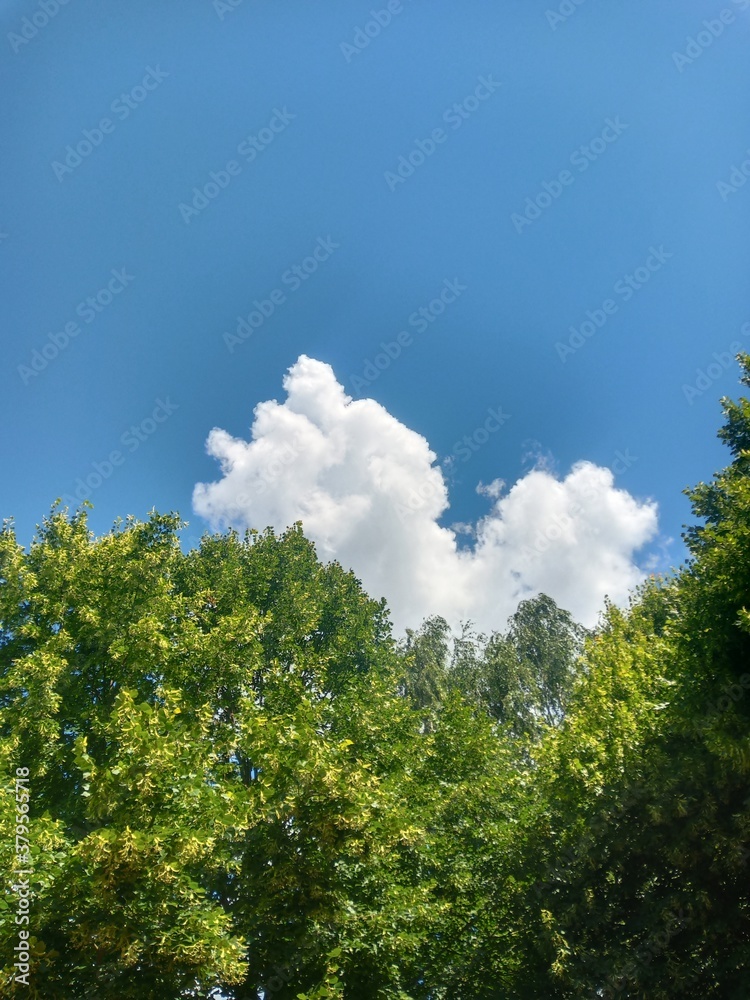 Obraz premium trees and sky