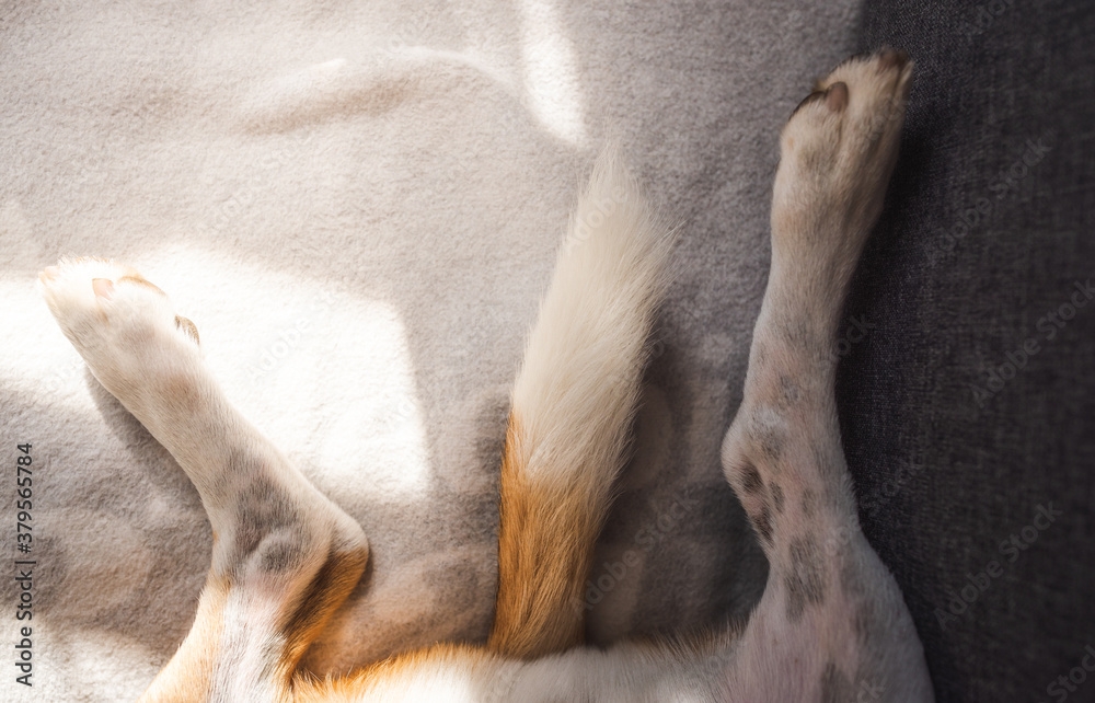 Shoot of back legs and tail of beagle dog. Canine theme Shoot of back legs and tail of beagle dog. Canine theme