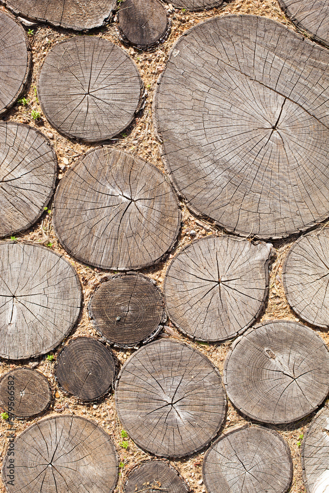tree stumps background Trees cut section Wood texture of cute tree trunk tree stumps background Trees cut section Wood texture of cute tree trunk