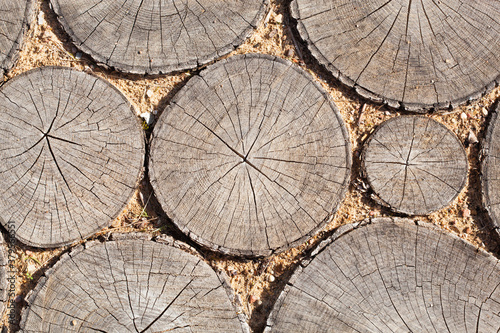 tree stumps background Trees cut section Wood texture of cute tree trunk