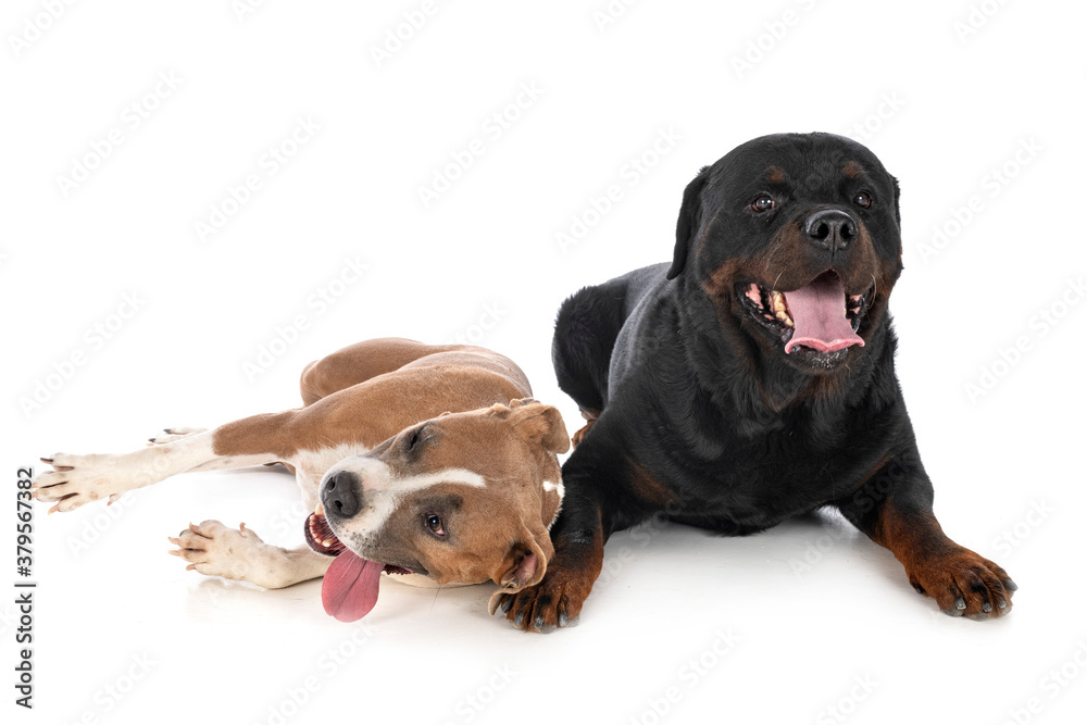 guard dogs in studio guard dogs in studio