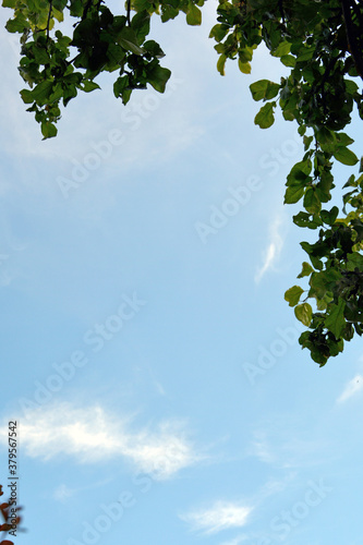 Green dense foliage against a blue sky and white clouds. Natural vertical background. Autumn Sunny warm day.