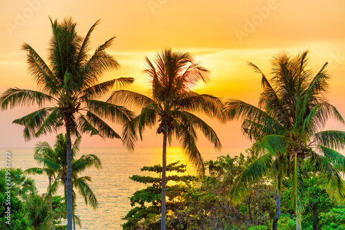 Palm trees at sunset - landscape with coconut pulm trees over sunset sea