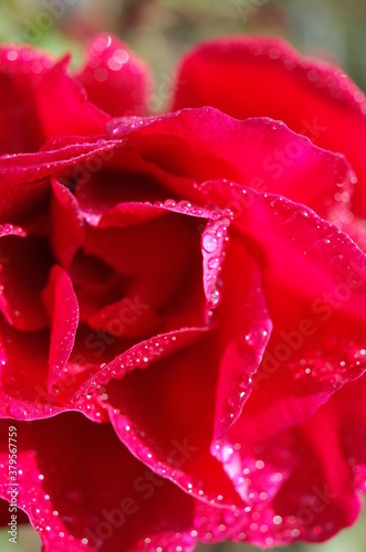 Red Flower of Rose  Victor Hugo  in Full Bloom 