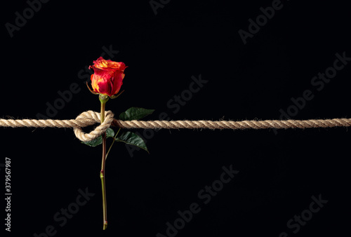 Red rose is tied with a rough rope. The concept of slavery or hostage, restriction of freedom. photo