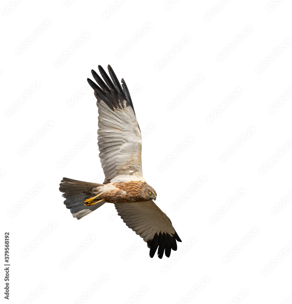 Fototapeta premium western marsh harrier (Circus aeruginosus) bird of prey in flight, white background