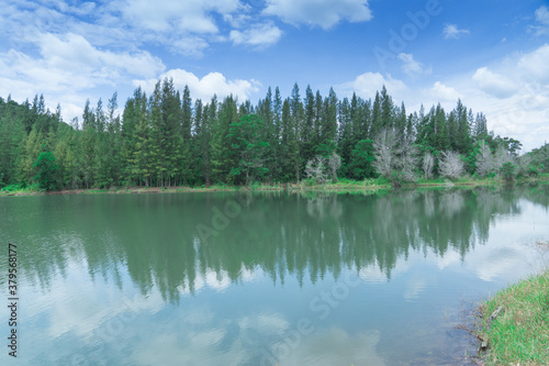 Fototapeta Naklejka Na Ścianę i Meble -  beautiful view of green pine forest and lake with trees and cloudy blue sky reflection, landscape of old mine Liwong in Chana, Songkhla, Thailand  
