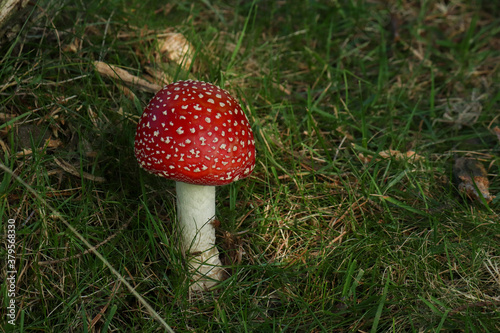 Fly-Agaric mushroom