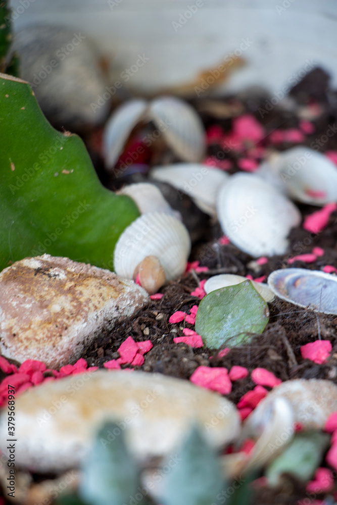 Composition of cacti with succulents, shells and stones for decoration. Composition of cacti with succulents, shells and stones for decoration.
