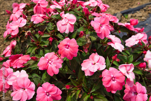 山梨県山中湖村にある花の都公園の花畑
