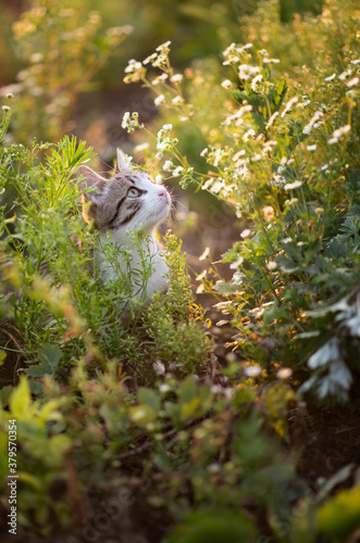 Photo of a cat in the grass.