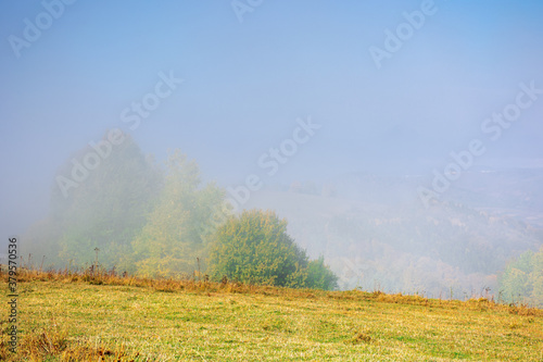 misty morning autumn scenery. mountain landscape with trees in colorful foliage on the grassy meadow