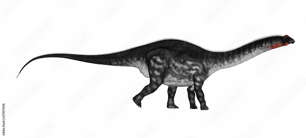 Apatosaurus dinosaur walking isolated in white background - 3D render Apatosaurus dinosaur walking isolated in white background - 3D render