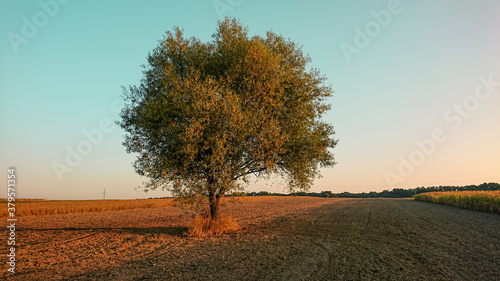 Lonely tree in the autumn field.
