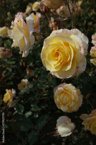 Light Cream Flower of Rose 'Waon' in Full Bloom © MasterChefNobu