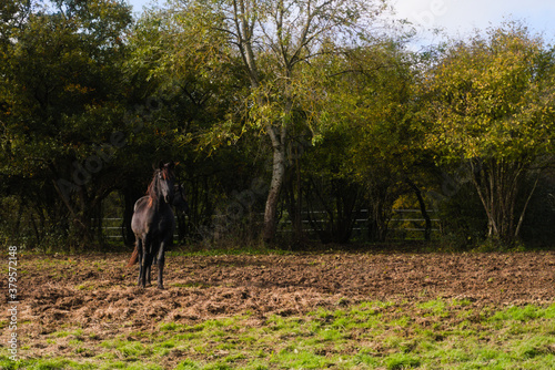 Horse in the woods