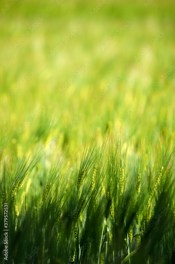 green wheat field