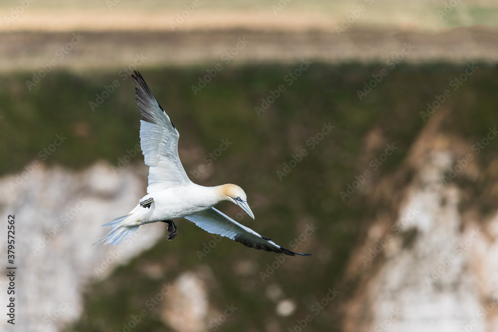 Northern gannet slows into the wind Northern gannet slows into the wind
