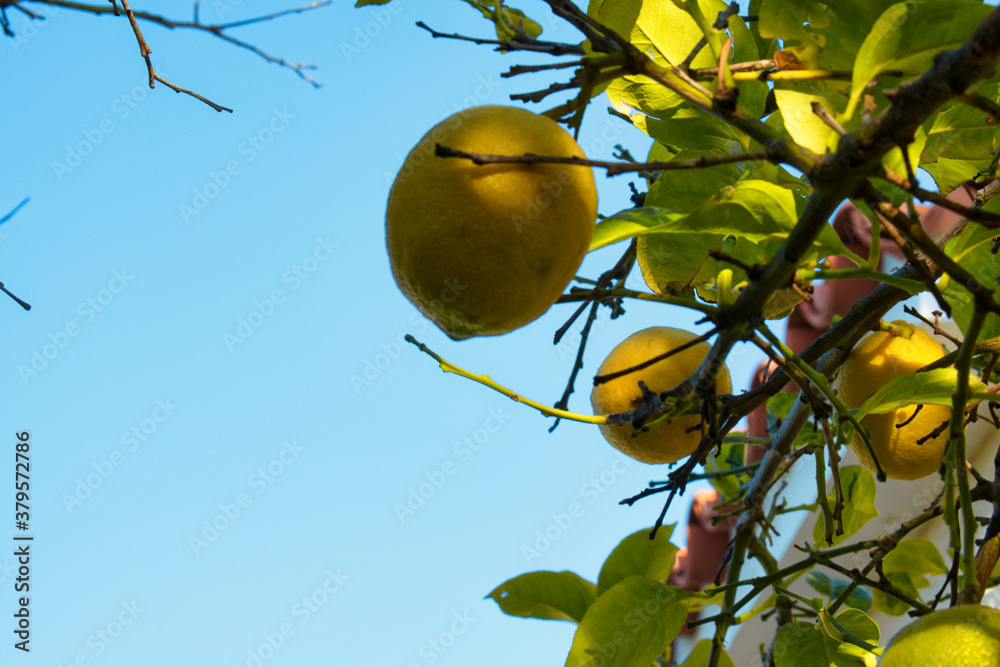 Growth of delicious lemon and lime fruit on the branch Growth of delicious lemon and lime fruit on the branch