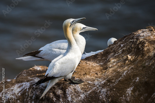 Northern gannet pair looking into the sunshine