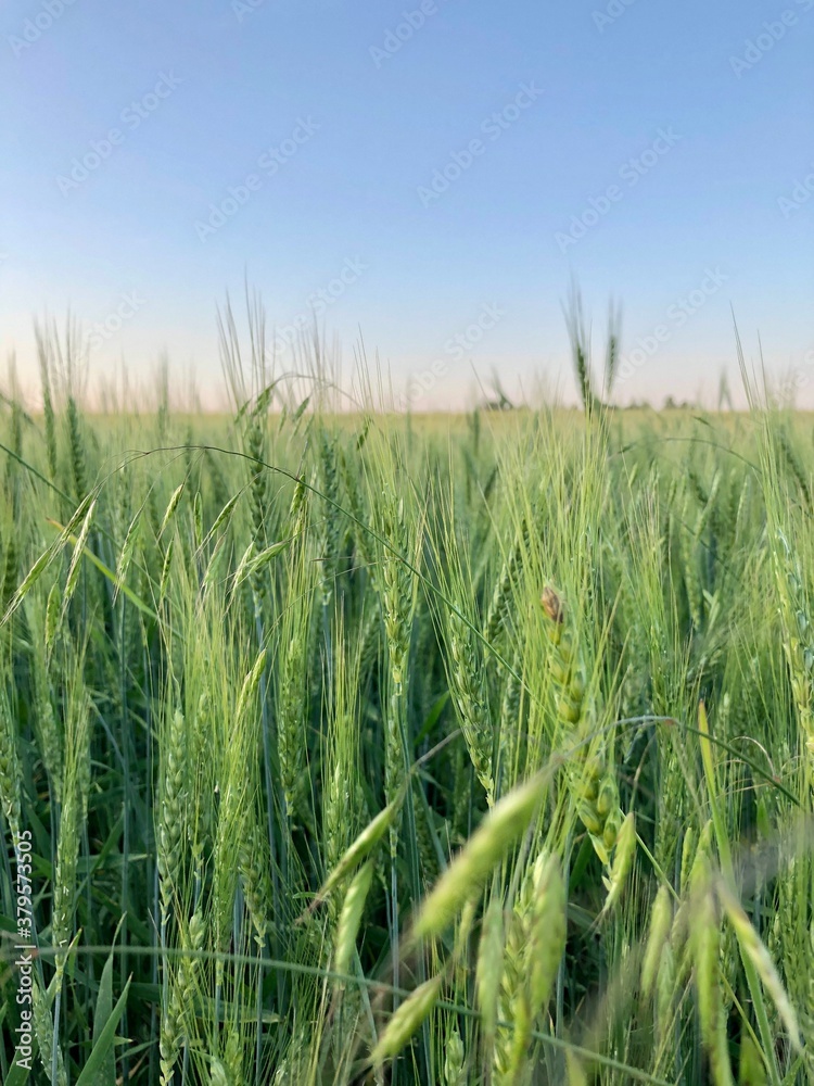 field of wheat in summer field of wheat in summer
