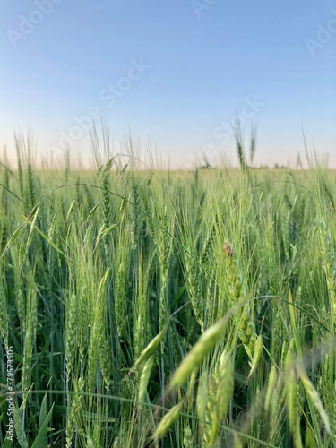 field of wheat in summer