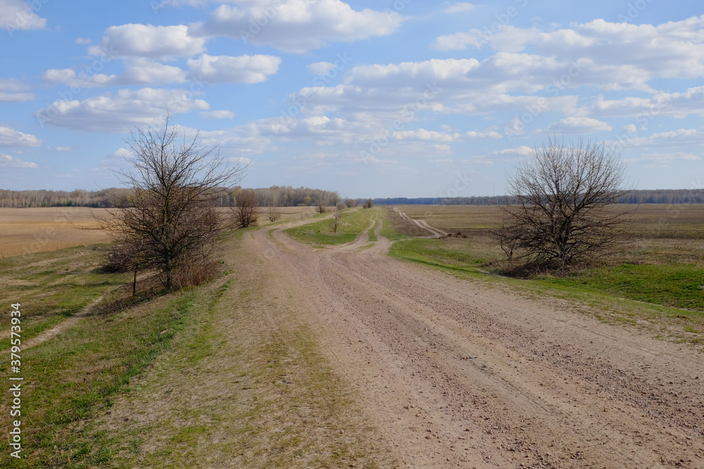 Wide dirt road among fields. A tree by the road. Landscape.
