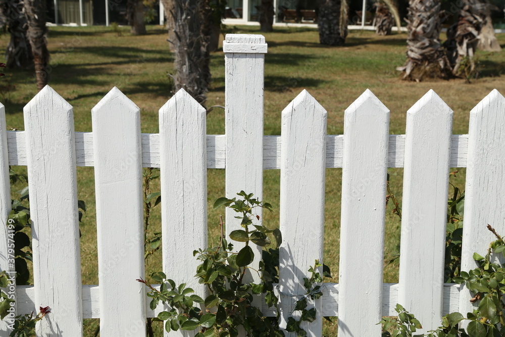 Wooden garden fence painted with white paint