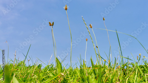 grass and blue sky photo