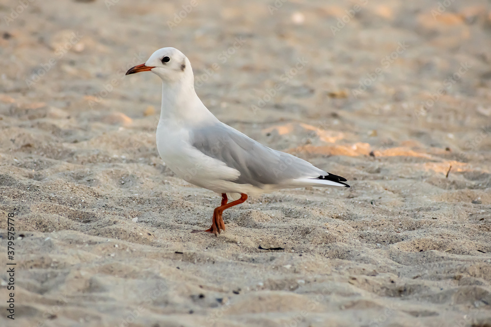 Fototapeta premium Seagulls on the beach