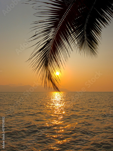 A palm tree with large fronds at sunset in eastern Thailand.