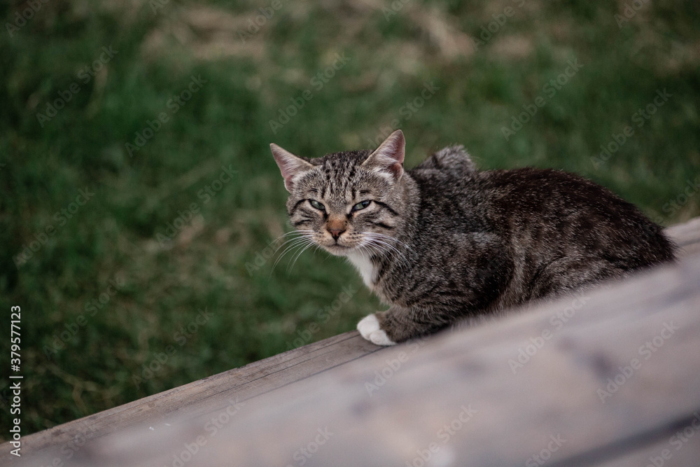 Cute and friendly country cat sitting on a bench. Calm country life in the summer. Beautiful cat in Belarusian village.