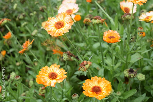 field of flowers