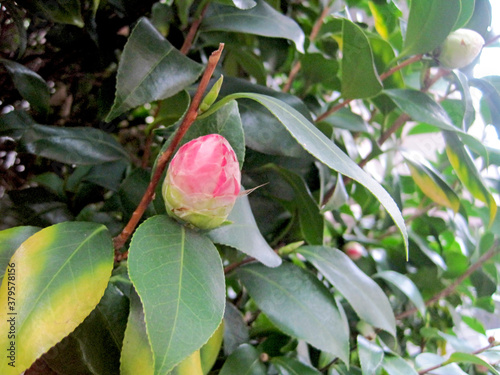 Carta da parati Pink camellia flower buds