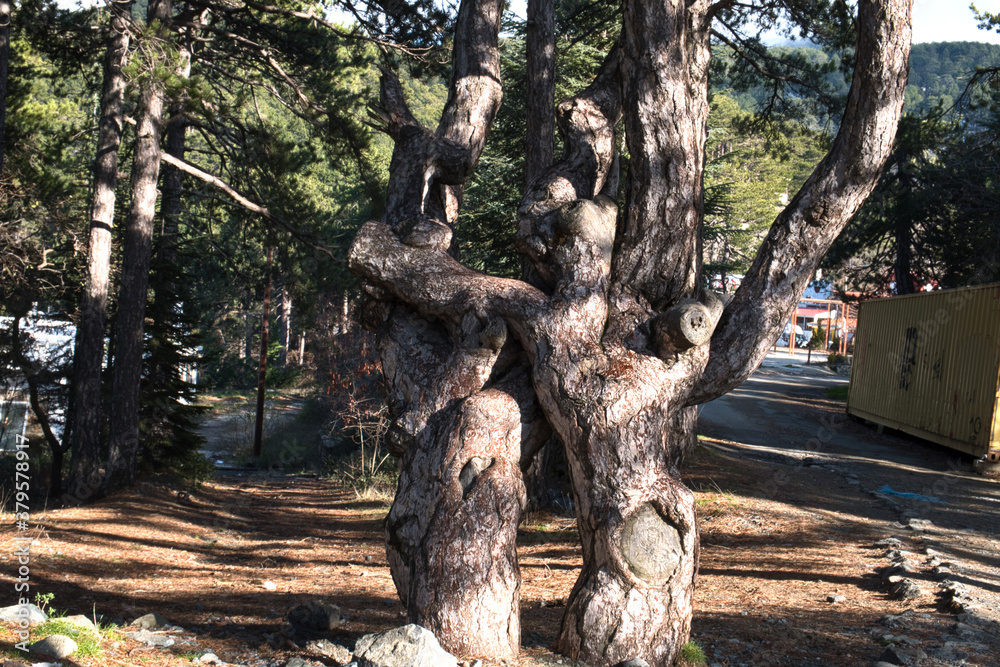 Obraz premium Scenic forest road in Troodos mountains, Cyprus, on a sunny day