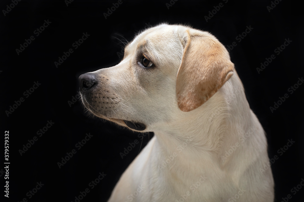 Young cute adorable labrador retriever profile portrait on black background Young cute adorable labrador retriever profile portrait on black background