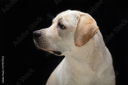 Young cute adorable labrador retriever profile portrait on black background © Olya