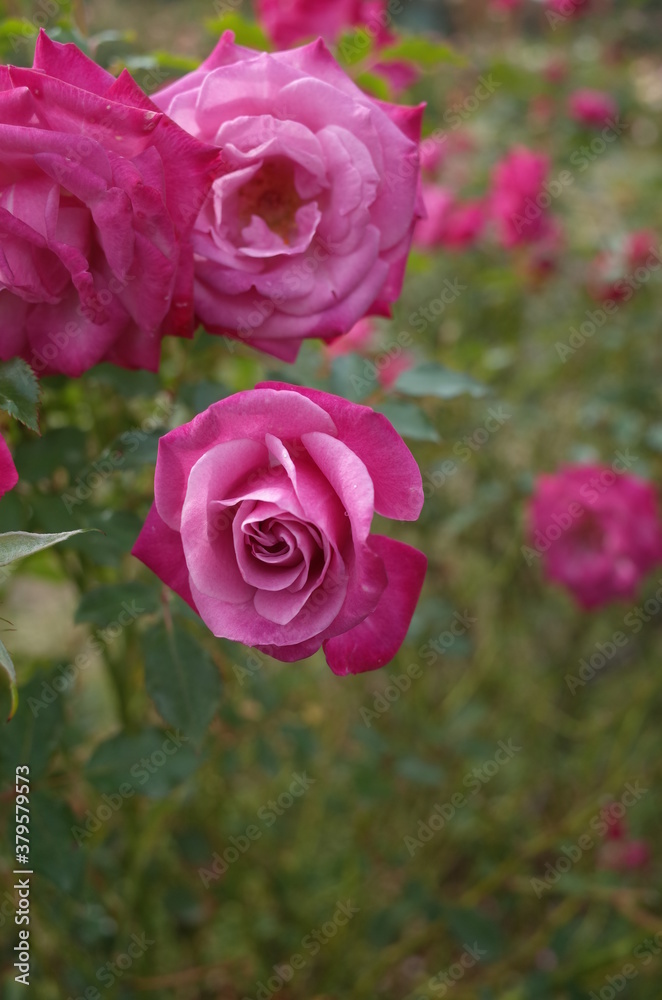 Obraz premium Light Purple Flower of Rose 'Wild Plum' in Full Bloom 